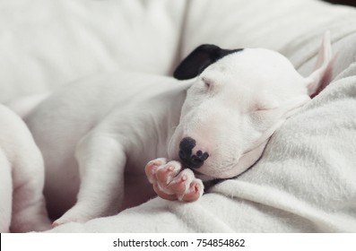 Cute Bull Terrier Puppy Sleeping.