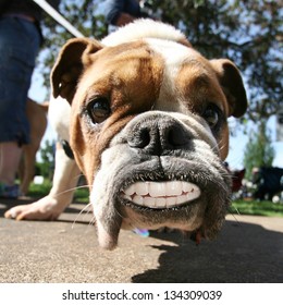 A Cute Bulldog With Dentures