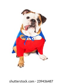 A cute Bulldog dressed as a superhero character with a red shirt and blue cape