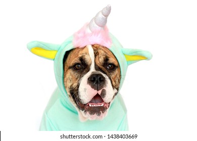 Cute Bulldog Dressed In Unicorn Costume 1