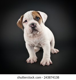 Cute Bulldog puppy standing with a sweet look on his face on a black background.