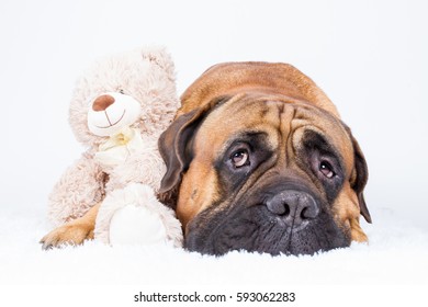 bullmastiff teddy bear