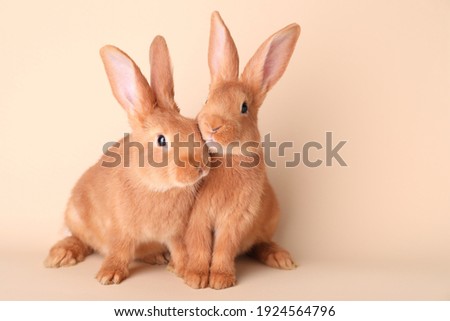 Cute bunnies on beige background, space for text. Easter symbol