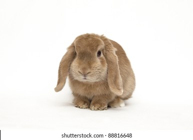 Cute Bunny Isolated On Background