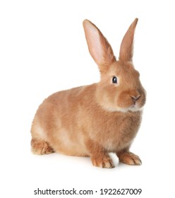 Cute Bunny Isolated On White. Easter Symbol