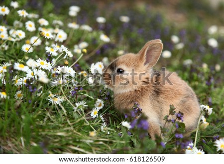 Cute bunny rabbit in colorful meadow