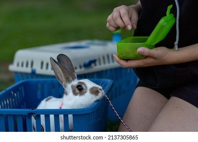 Cute Bunny Rabbit With Long Ears In The Transport Box Waiting To Be Fed, Green Background, Hands In The Picture, Close Up, Rabbit Hop, Symbol Of New Year 2023, Copy Space