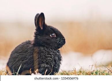 Cute Bunny/Bunnies;
Baby Bunny/rabbit Outside On The Snow Eating And Posing