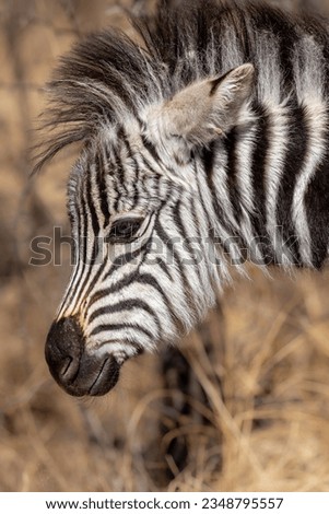 Cute Burchell's Zebra foal profile, Kruger National Park, South Africa