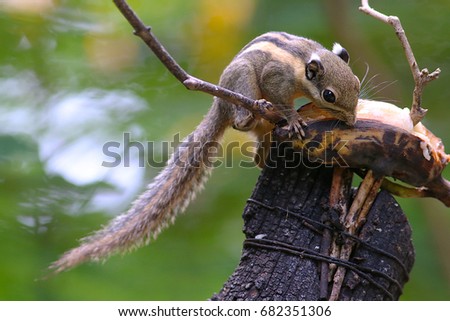 A cute Burmese/Himalayan Striped Squirrel (Tamiops mcclellandii) munching on a ripe banana on top of a tree trunk.