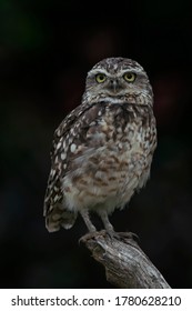 Cute Burrowing Owl (Athene Cunicularia) Sitting On A Branch. At Dusk. Burrowing Owl Alert On Post. Dark Background. 