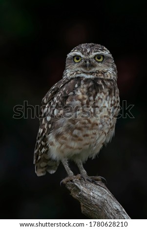 Similar – Image, Stock Photo Adult Burrowing owl Athene cunicularia