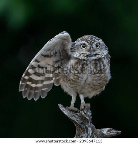 Similar – Image, Stock Photo Funny Burrowing owl Athene cunicularia