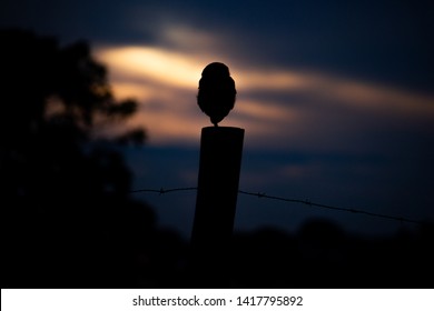 Cute Burrowing Owl At Dusk Light