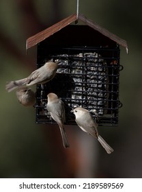 Cute Bushtits At The Suet Feeder