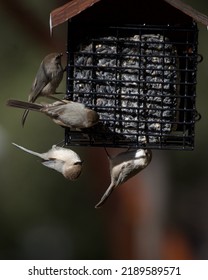 Cute Bushtits At The Suet Feeder