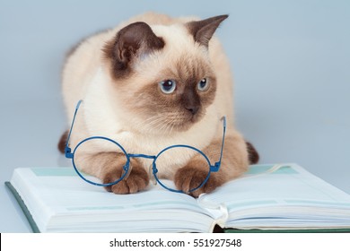 Cute Business Clever Cat With Glasses, Lying On The Notebook (book)