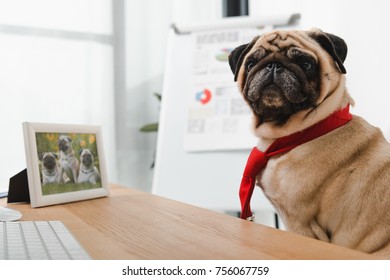 Cute Business Dog In Red Necktie Sitting At Table With Photo Frame