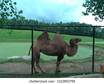 A Cute Busy Llama Chewing It's Food