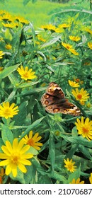 A cute butterfly on mini sunflowers, and butterfly name is buckeye