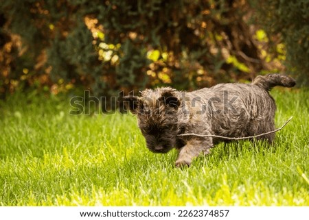 Cute cairn terrier dog on green grass in the park on a sunny day. Terrier dog breed