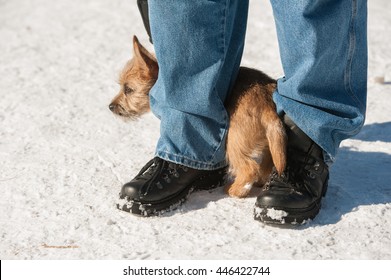 Cute Cairn Terrier Puppy Playing Outside In Cold Winter Snow. Young Dog Acting Shy In The Park On A Sunny Day And Hiding Between Its Owner's Legs