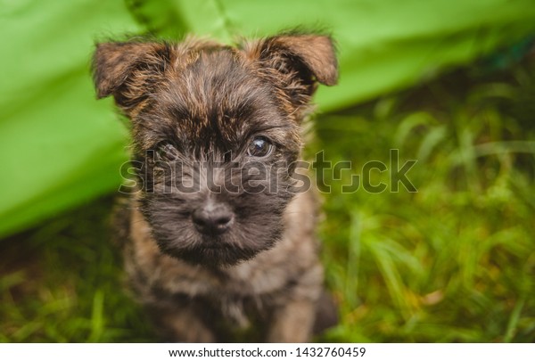 Cute\
cairn terrier puppy sitting outdoor and looking\
up