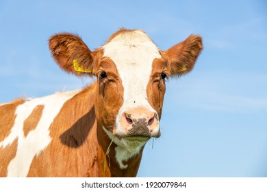 Cute calf head, red fur with drramy eyes and pink nose, lovely and innocent on a blue background. - Powered by Shutterstock