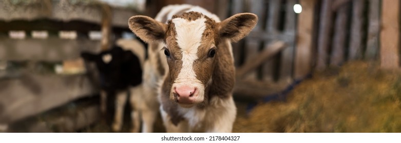 Cute calf looks into the object. A cow stands inside a ranch next to hay and other calves. Web banner - Powered by Shutterstock