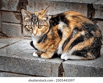 Cute calico cat close up - Powered by Shutterstock