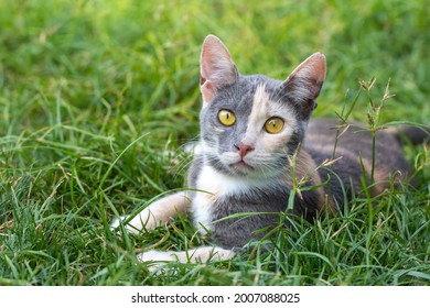 27 649件の 三毛猫 の画像 写真素材 ベクター画像 Shutterstock