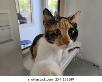 Cute calico cat grabbing for the camera. - Powered by Shutterstock