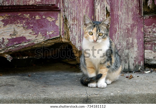 Cute Calico Cat Kitten Old Door Stock Photo Edit Now 734181112