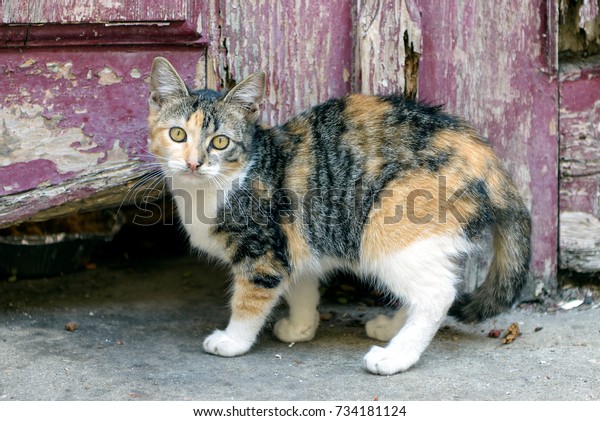 Cute Calico Cat Kitten Old Door Stock Photo Edit Now 734181124