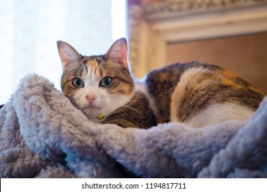 Cute Calico Cat Lying On Blanket