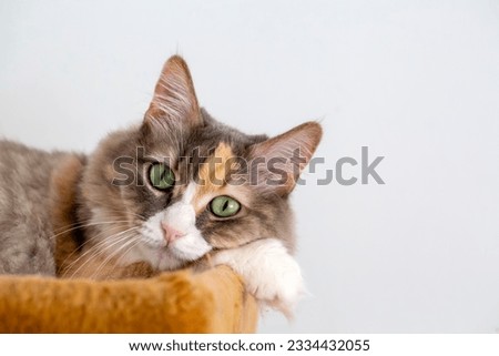 Cute calico cat; pet animal.