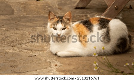 A cute Calico cats is lying on stone pavement.  Cats with yellow and black spots or patterns on a dominant white color Calico cat