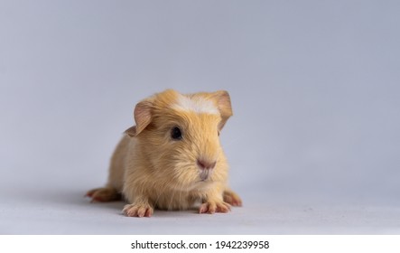 Baby Guinea Pig Images Stock Photos Vectors Shutterstock