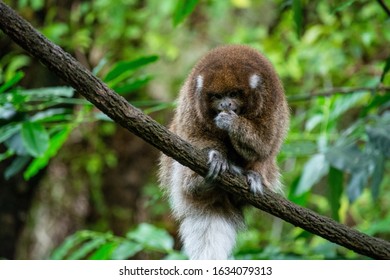 47 Callicebus Cupreus Images, Stock Photos & Vectors | Shutterstock