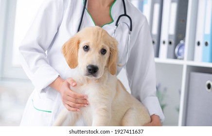 Cute calm dog sitting in vet cabinet - Shutterstock ID 1927411637