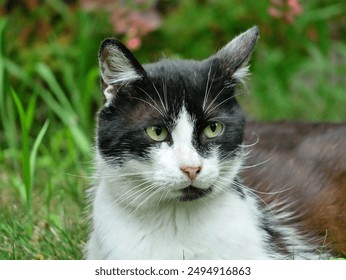 Cute calm peaceful cat feline resting on the ground outside big whiskers  - Powered by Shutterstock