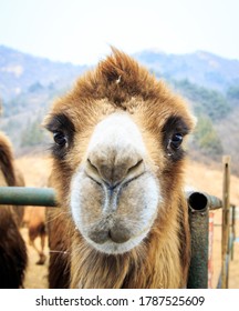 Cute Camel In Safari Park (Natural Bridge Wildlife Ranch, Texas)