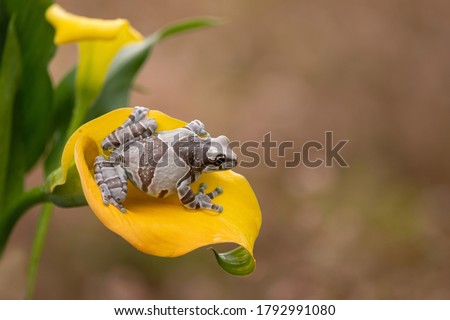 Cute camo frog on yellow flower
