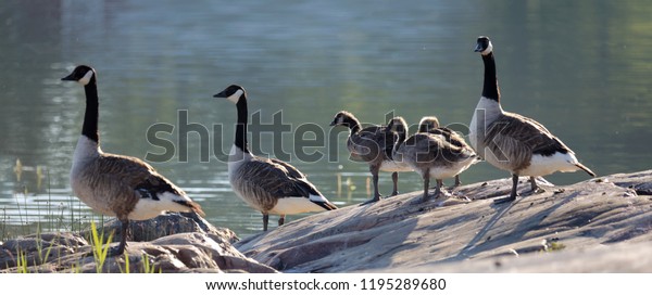 Canada Goose Bird Cute - Cute Canada Goose Bird Family Resting Stock Photo Edit Now 1195289680