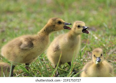 18,686 Goose and gosling Images, Stock Photos & Vectors | Shutterstock