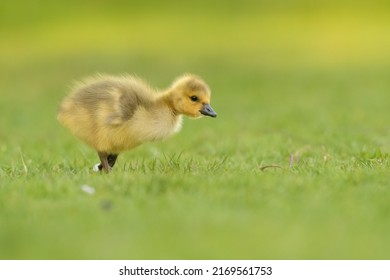 6,516 Canada goose goslings Images, Stock Photos & Vectors | Shutterstock