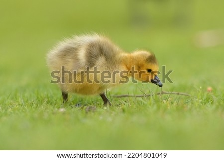 Cute canada goose goslings wandering around the grassland and feeding on grasses. 