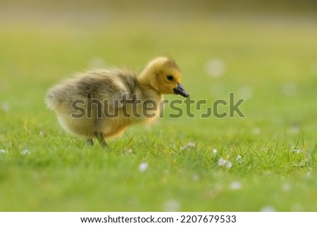 Cute canada goose goslings wandering around the grassland and feeding on grasses.