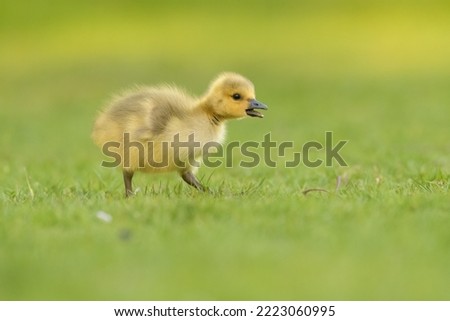 Cute canada goose goslings wandering around the grassland and feeding on grasses.