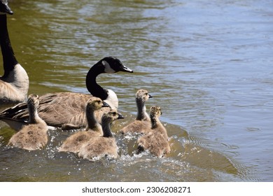 Cute canadian geese with babies at Riverwalk Park, Kern River, Bakersfield, CA. 